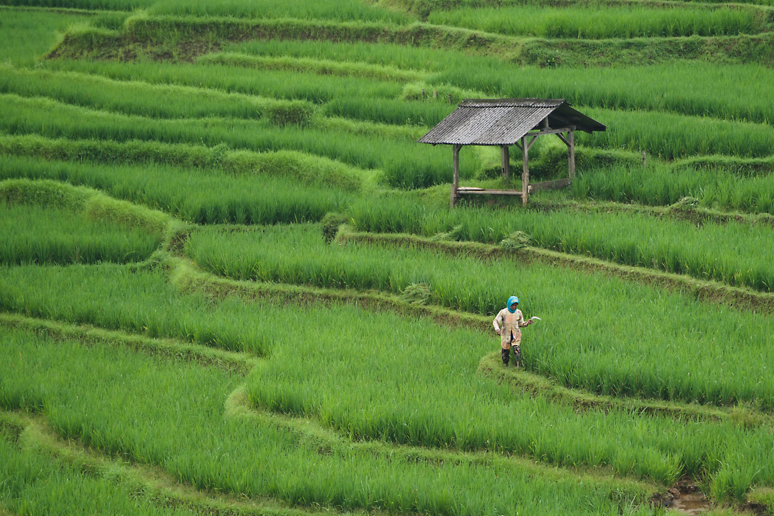 ignartonosbg-rice-field-7890204 Maquinaria de corte y desbroce